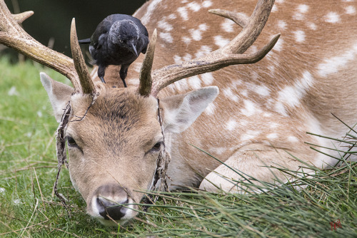 wulf-birding:It’s the stag rutting season soon, and the soft...