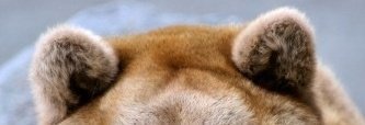 close up of a bear\'s ears