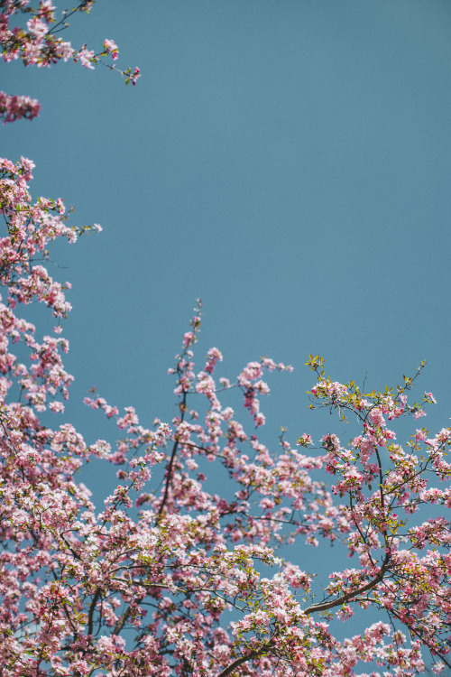 cherry blossom on Tumblr