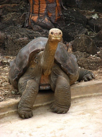 Tortoise 100 years old - he looks like an old man sitting on the curb. What a wise, beautiful soul!, From ImagesAttr