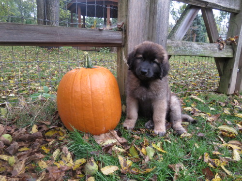 mapletheleonberger:Maple two years ago, last year and this...