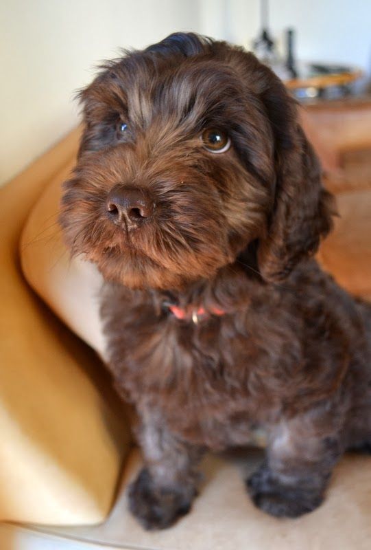 chocolate labradoodle puppies for sale