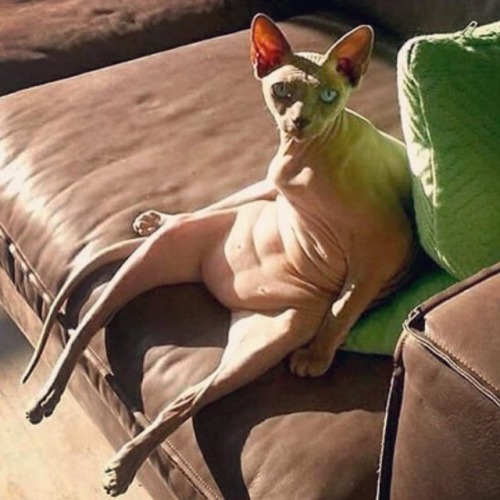 sphynxlair:The Daily Nude! 9.9 