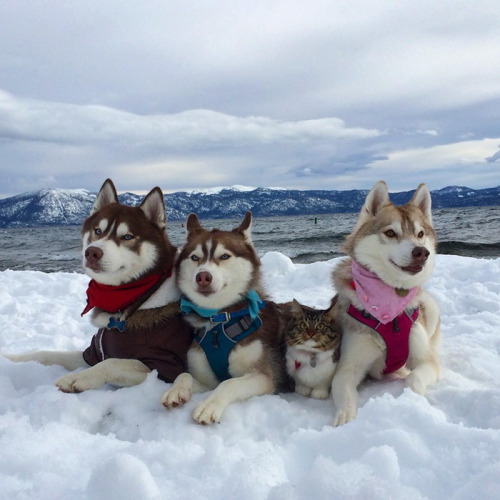 boredpanda:3 Huskies Become Best Friends With A Cat After...