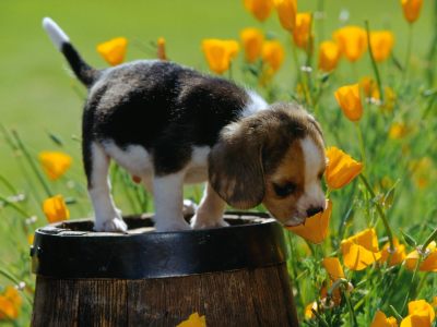 Beagle randevú