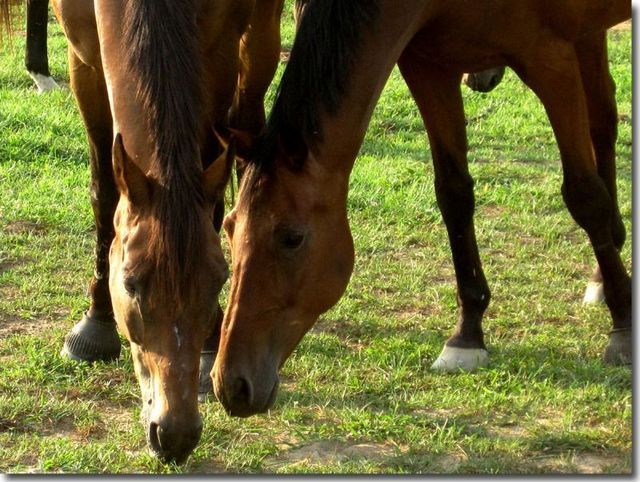 Horse Boarding Near Me — Horse Stalls For Rent Near Me