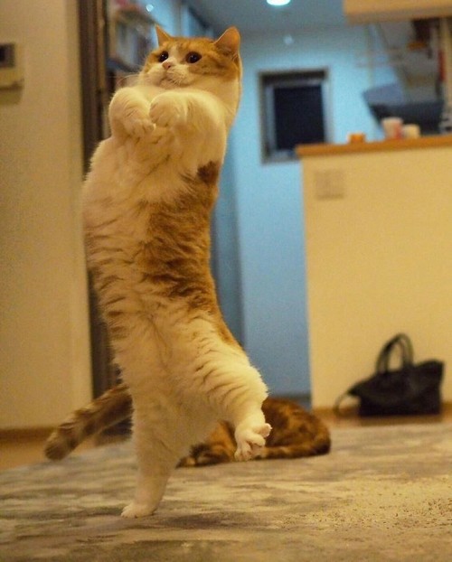 simplycute