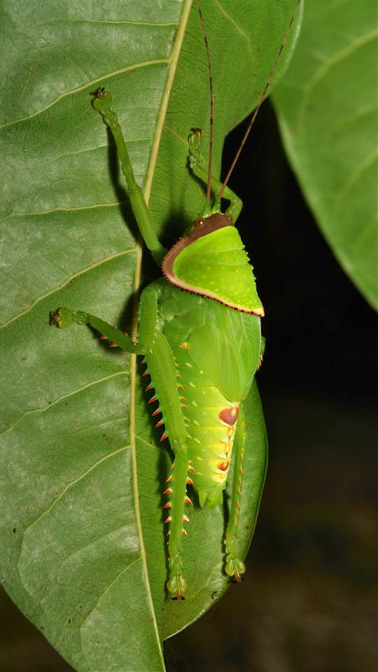 Download SINOBUG, Giant False Leaf Katydid Nymph (Pseudophyllus...