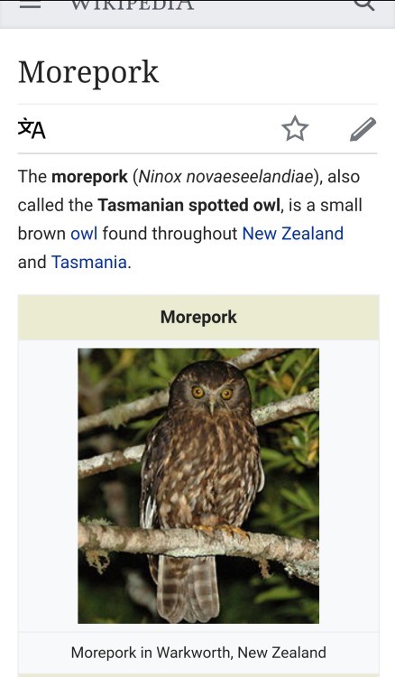 Morepork Tumblr