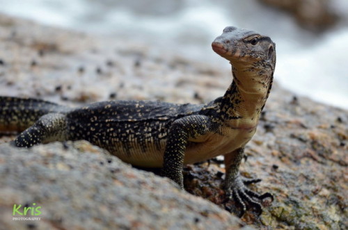 lovingexotics: Asian Water Monitor Varanus Salvator ...