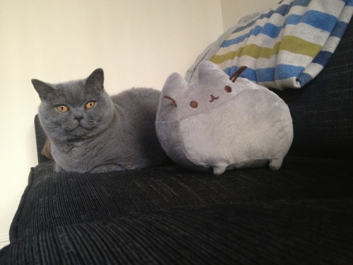 vneilv:When Baby met Pusheen.