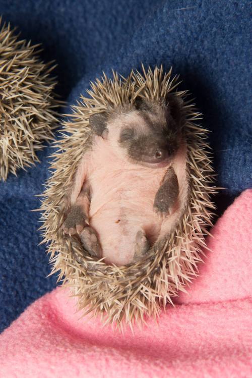 African Pygmy Hoglets Poke About at Oregon ZooHakuna Matata,...