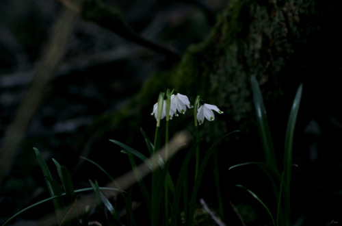 greenreblooming:walking the woods #299 *02 april 2017