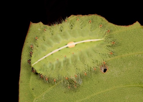 sinobug
