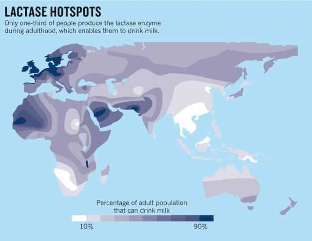 World Map Of Lactose Tolerance Intolerance Maps On The Web   Tumblr Mr3ksp08Yr1rasnq9o1 640 