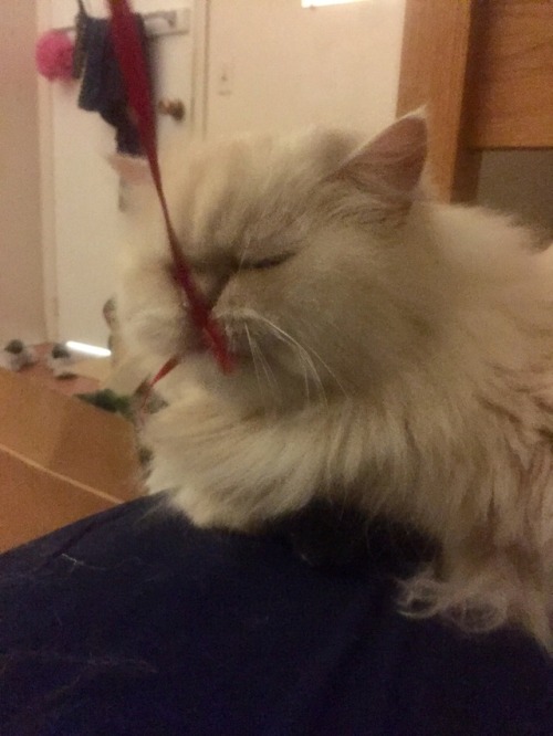 bad photo quality but here’s my cat catching a string