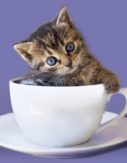 Afbeeldingsresultaat voor kitten in a teacup