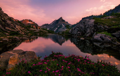 floralls:by Trevor Anderson