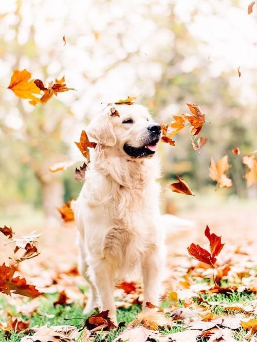 animals-lovers:Autumn