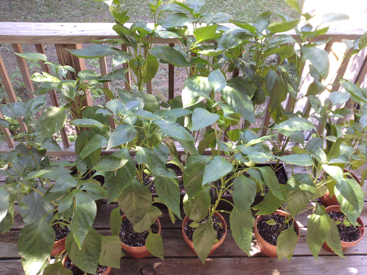 twelve pepper plants in terracotta pots and plastic windowboxes