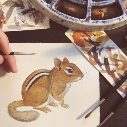 jadafitch:Chipmunk