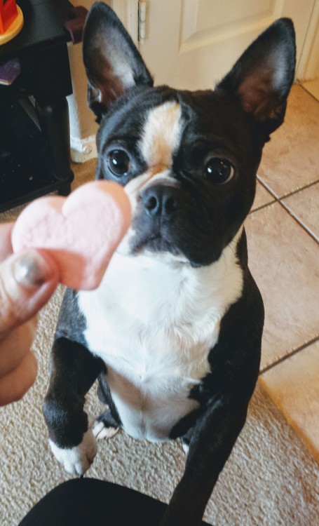 reblog this mallow boy and receive his soft mallowy blessings super! dogs pubby tag irl food