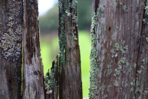 Wine country in the winter is so still. The vineyards are so...