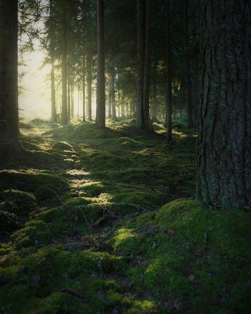 wanderthewood:Småland, Jönköping, Sweden by life.by.linus