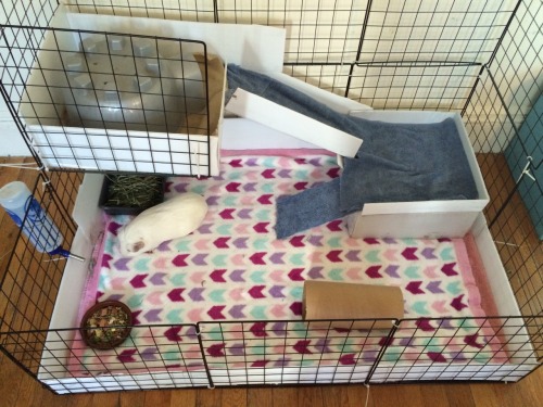 “The human rebuilt my cage today. Home renovations are so...