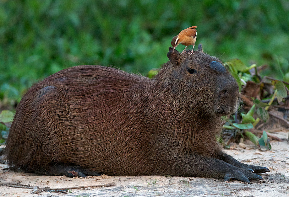 Animals Sitting On Capybaras — Bird Sitting On A Capybara