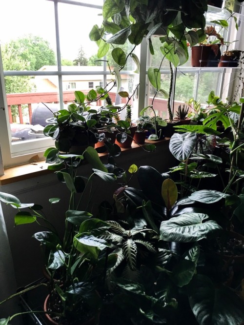 planticulture:Pictured here is a small 35% of my plant...