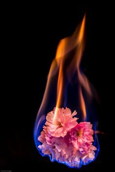 fire and flowers