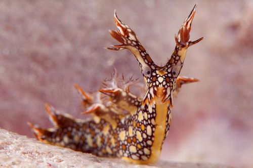 anudibranchaday:The Bornella anguilla is one of the larger...