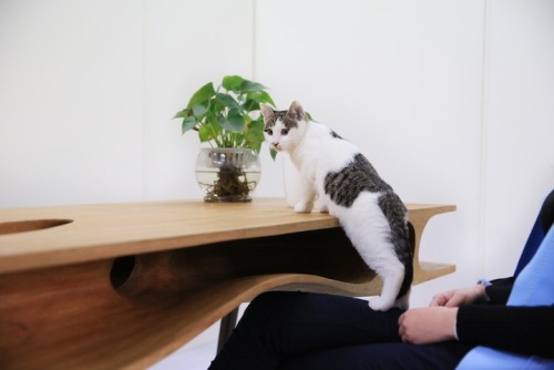 mymodernmet:Shared Table Where People Can Work and Cats Can...