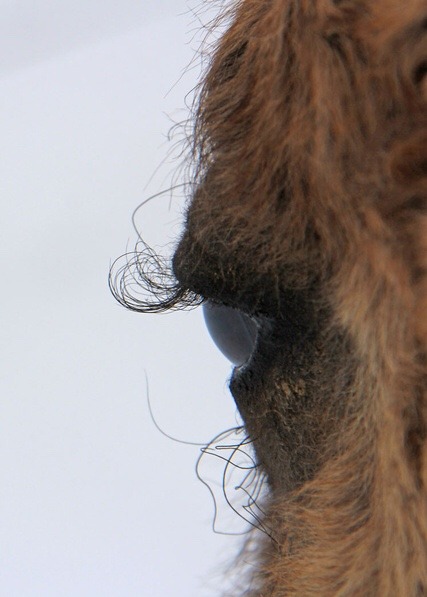 warmandwarm:Pemni the Three Feathers Native curly horse has...