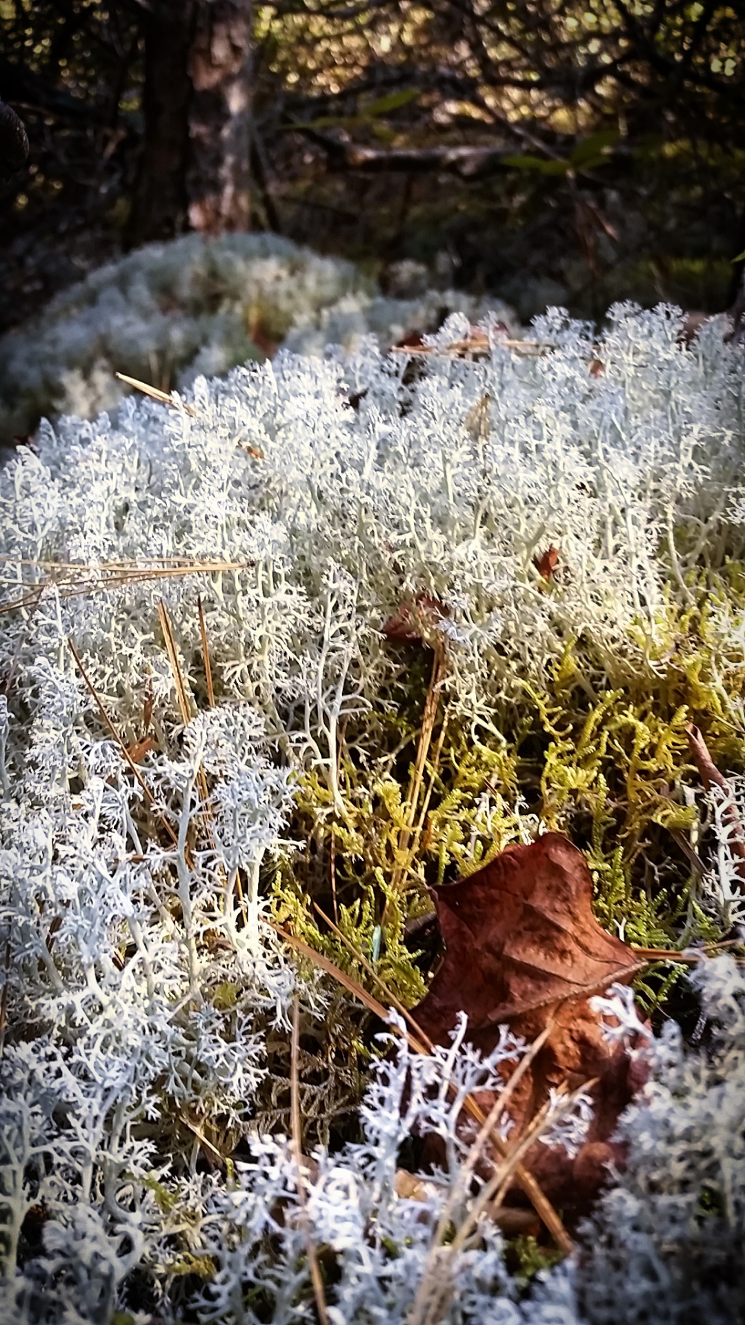 Trekking The Appalachain Trail — Reindeer Lichen - (Cladonia ...