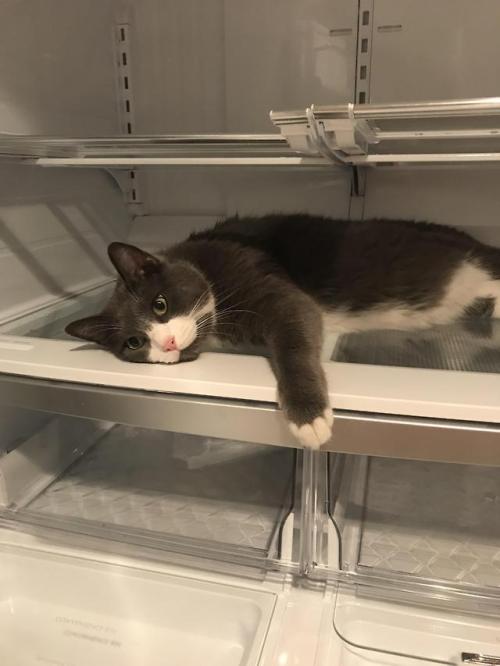 constantcaturday:I was cleaning my fridge and turned my back for...