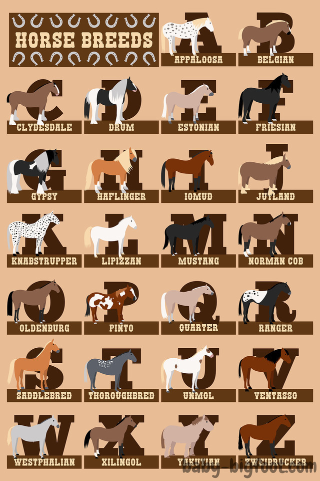 Baby Bigfoot — Horse Breeds To Order, Click On The Image. Now...