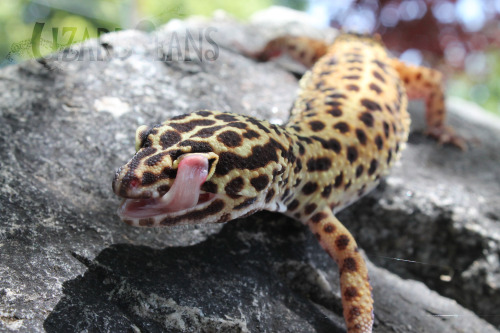 Lizard Beans • What is a leopard geckos normal behavior?