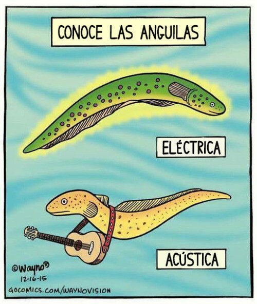 Tipos de anguilas