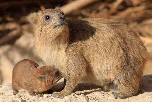 end0skeletal:Rock Hyrax