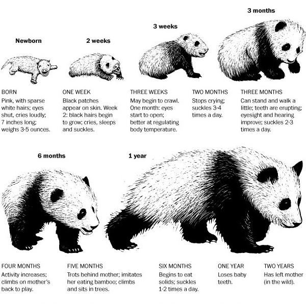 How Big Are Pandas At Birth