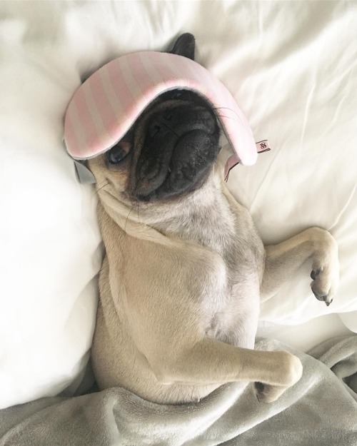pugsandfrenchbulldogs