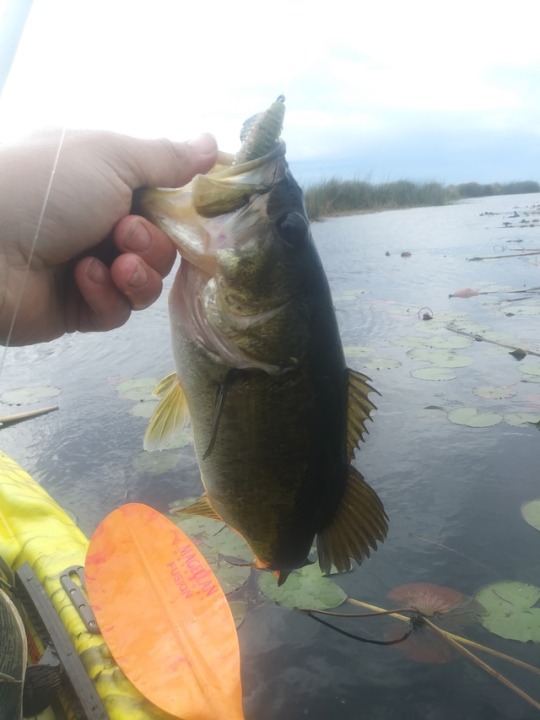 bass fishing in the dark