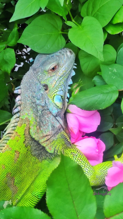 shelovesplants:He loves roses as much as me