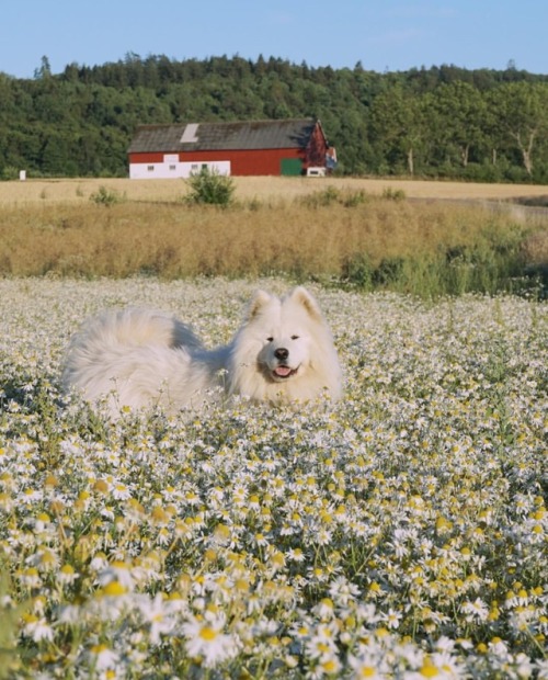 98-mm:Ig: samoyedmelker