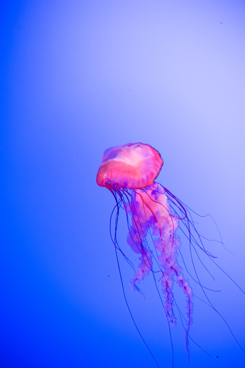 drxgonfly:Jellyfish (by Shang Cheung)