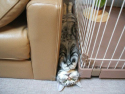 What are these cats doing? Challenge extreme sports?