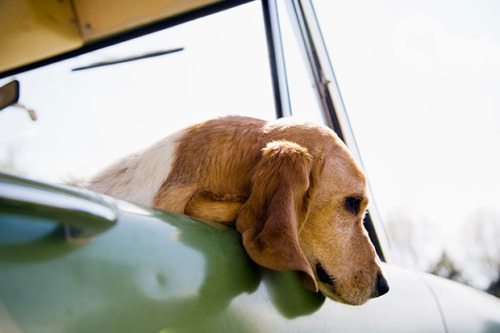 bobbycaputo:15 Irresistible Photos of Dogs in Cars