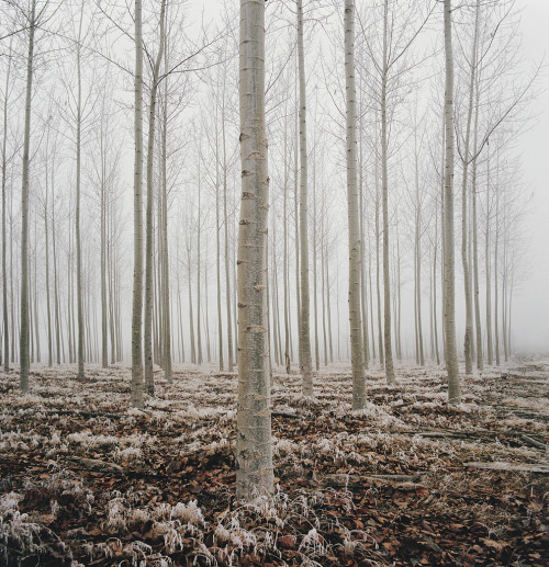 witchedways:wood-fawn:stories made of mist by manyfires...